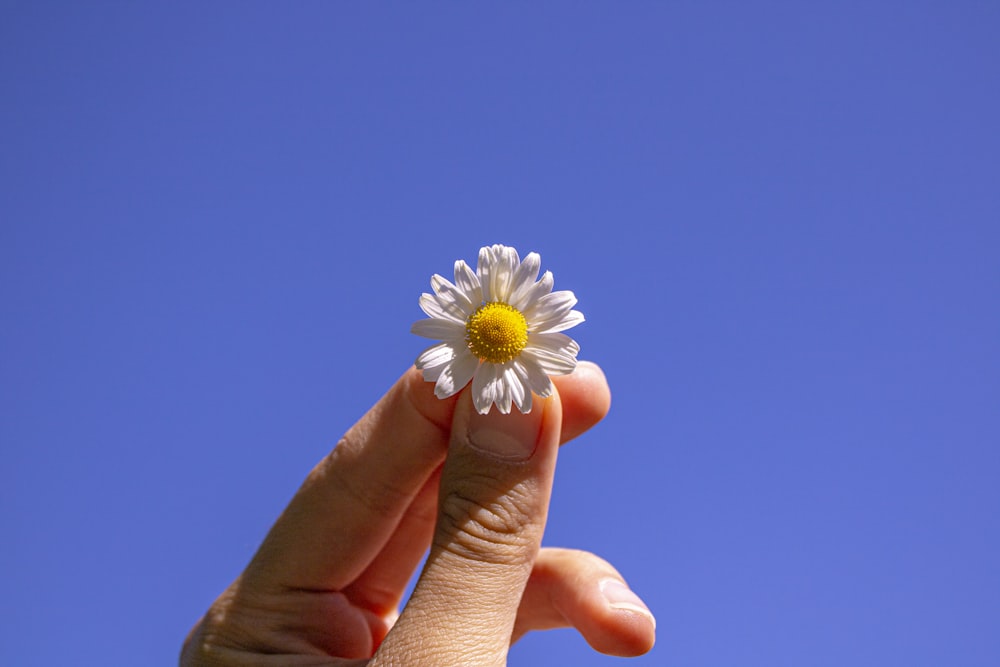 a person's hand holding a small daisy in front of a blue sky