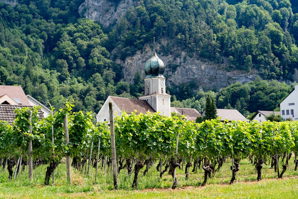 a vineyard with a church in the background