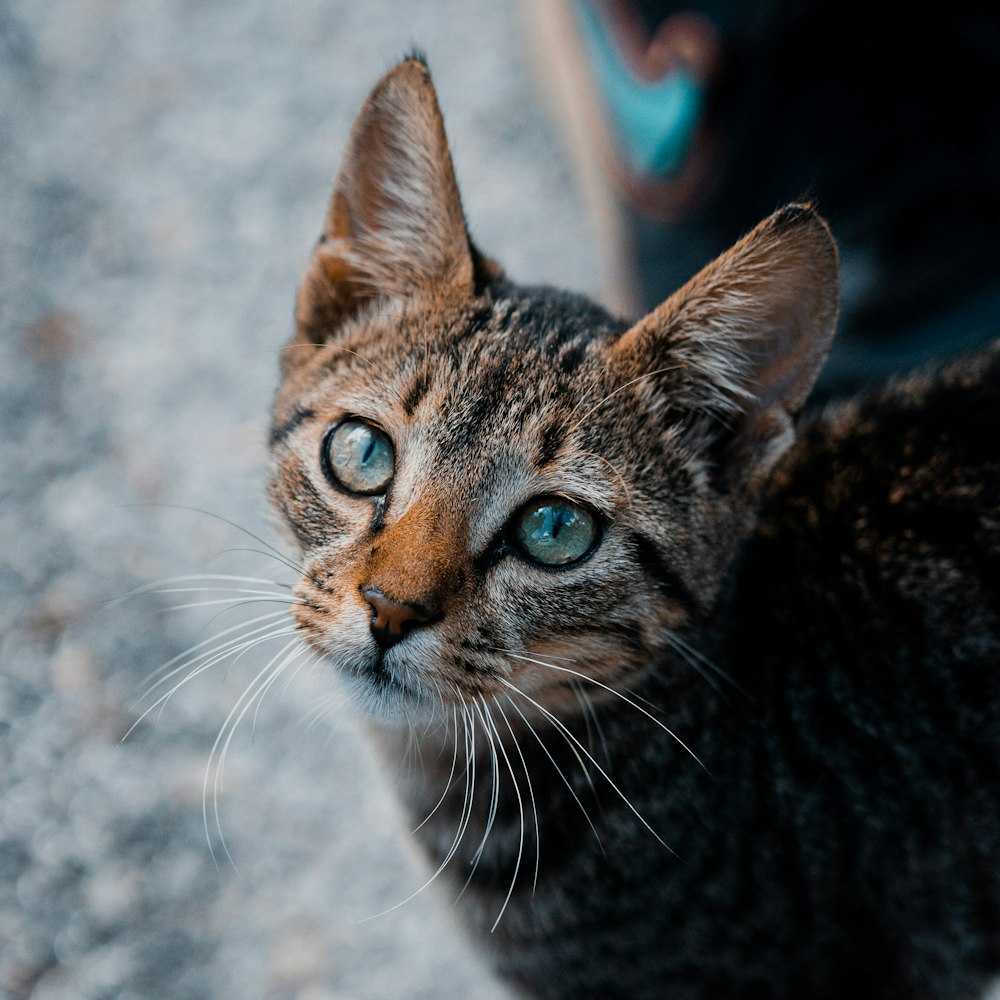 a close up of a cat with blue eyes