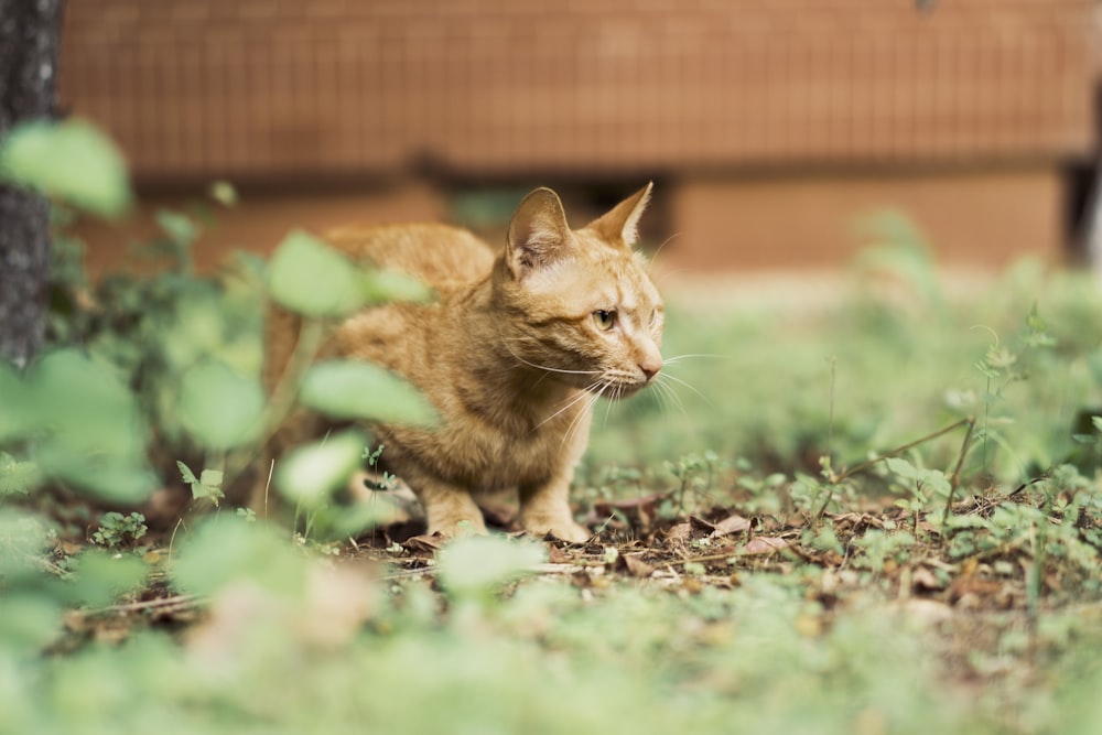 a small orange cat standing in the grass