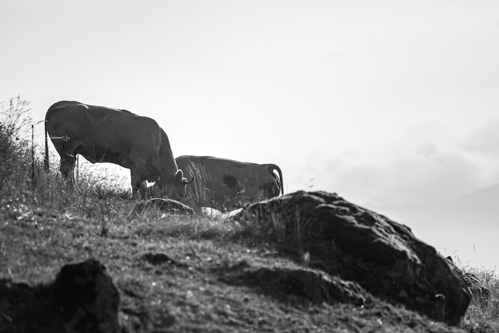 a couple of cows standing on top of a grass covered hillside