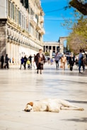 A dog is lying on a sunlit promenade, appearing relaxed. People are walking in the background, some in groups, near a historic building with stone architecture. The weather is clear with a blue sky, and trees with green leaves add to the scene.