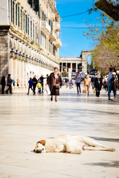 A dog is lying on a sunlit promenade, appearing relaxed. People are walking in the background, some in groups, near a historic building with stone architecture. The weather is clear with a blue sky, and trees with green leaves add to the scene.
