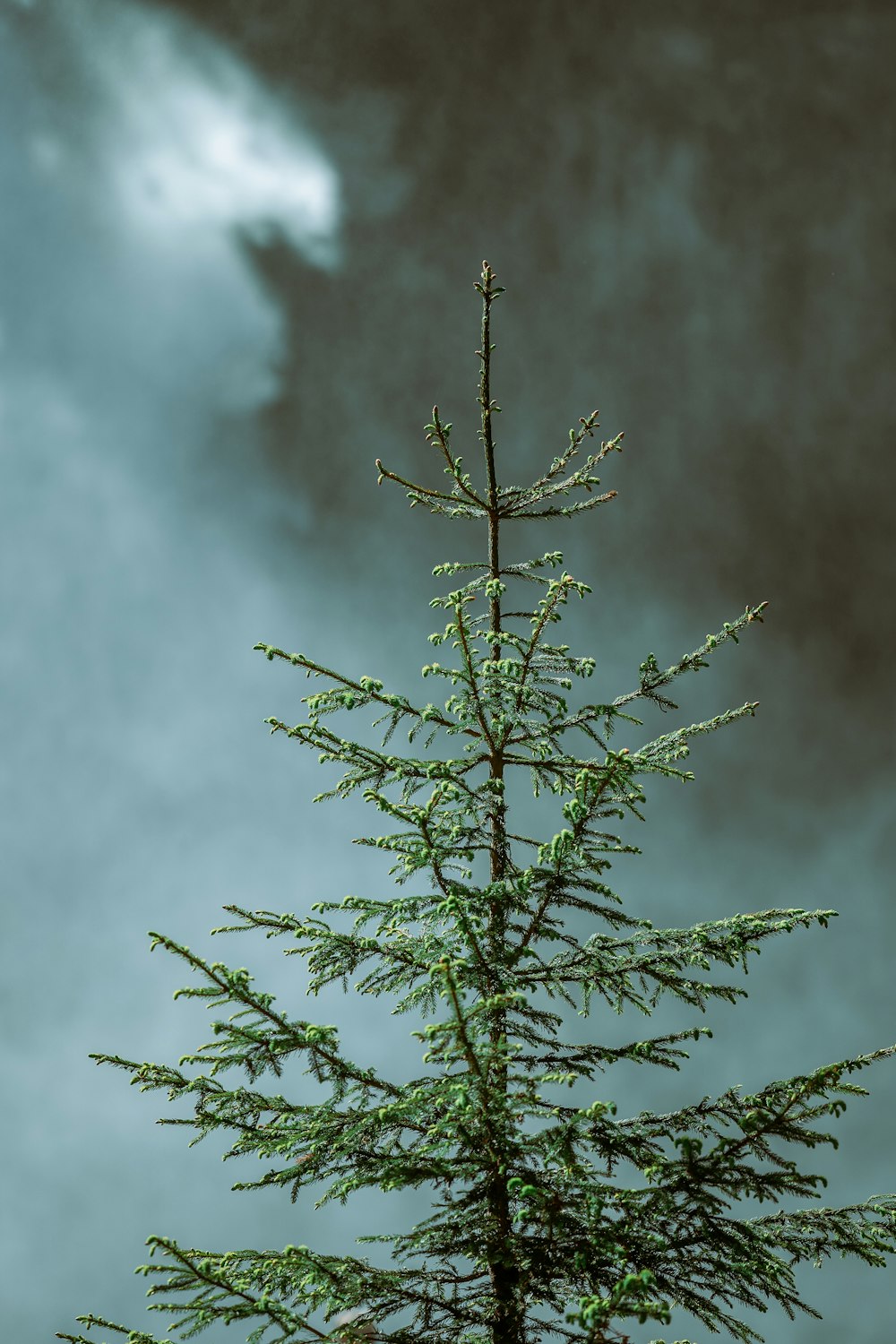 a small pine tree in front of a cloudy sky