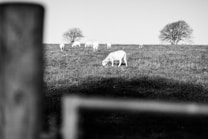 A peaceful rural scene with several sheep grazing on a grassy hillside. Two bare trees stand in the background, contributing to the serene and pastoral setting. The image is in black and white, emphasizing the textures of the grass and the sheep.