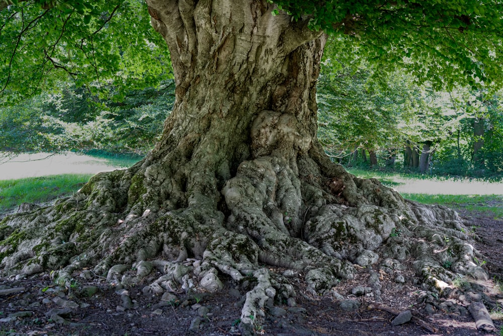 a large tree with a very large trunk