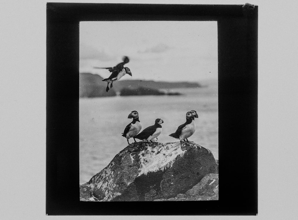 a group of birds sitting on top of a rock