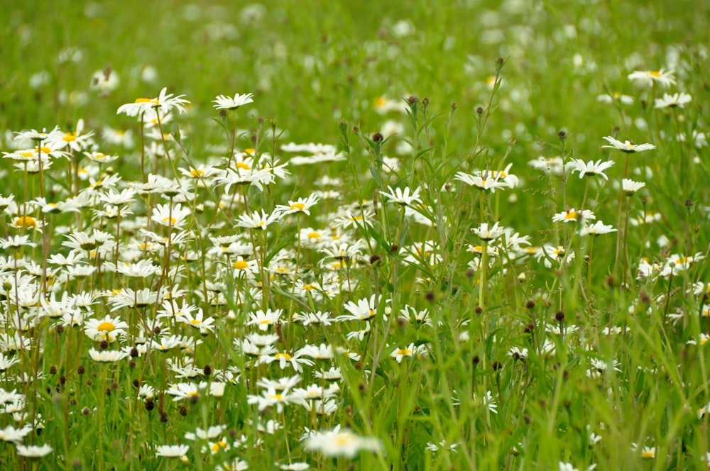 a field full of white and yellow flowers