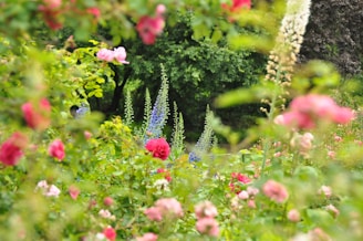 a garden filled with lots of pink and purple flowers