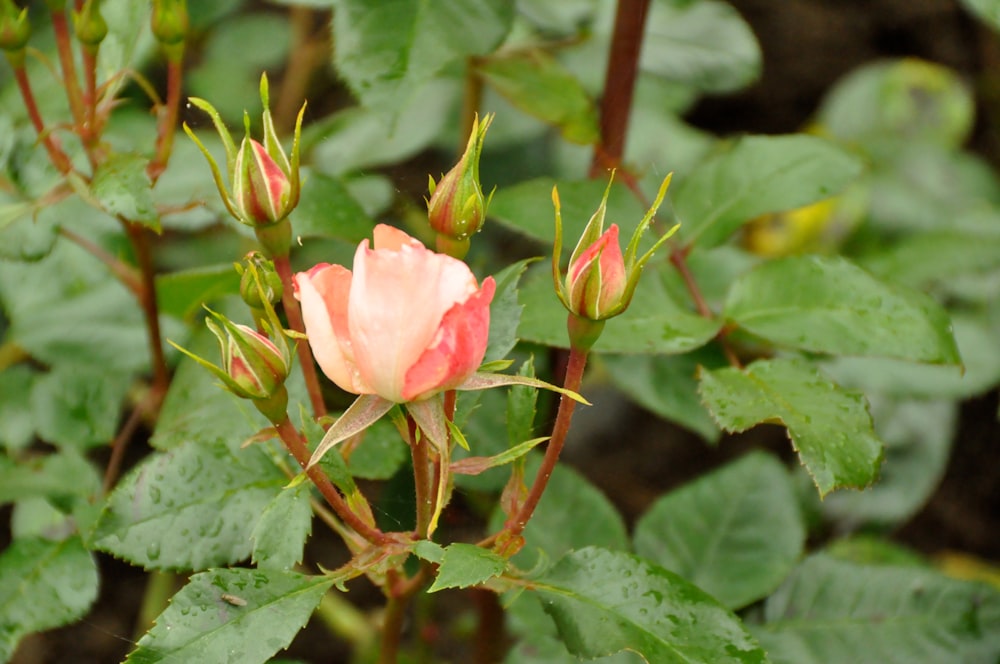 a pink flower with green leaves in the background