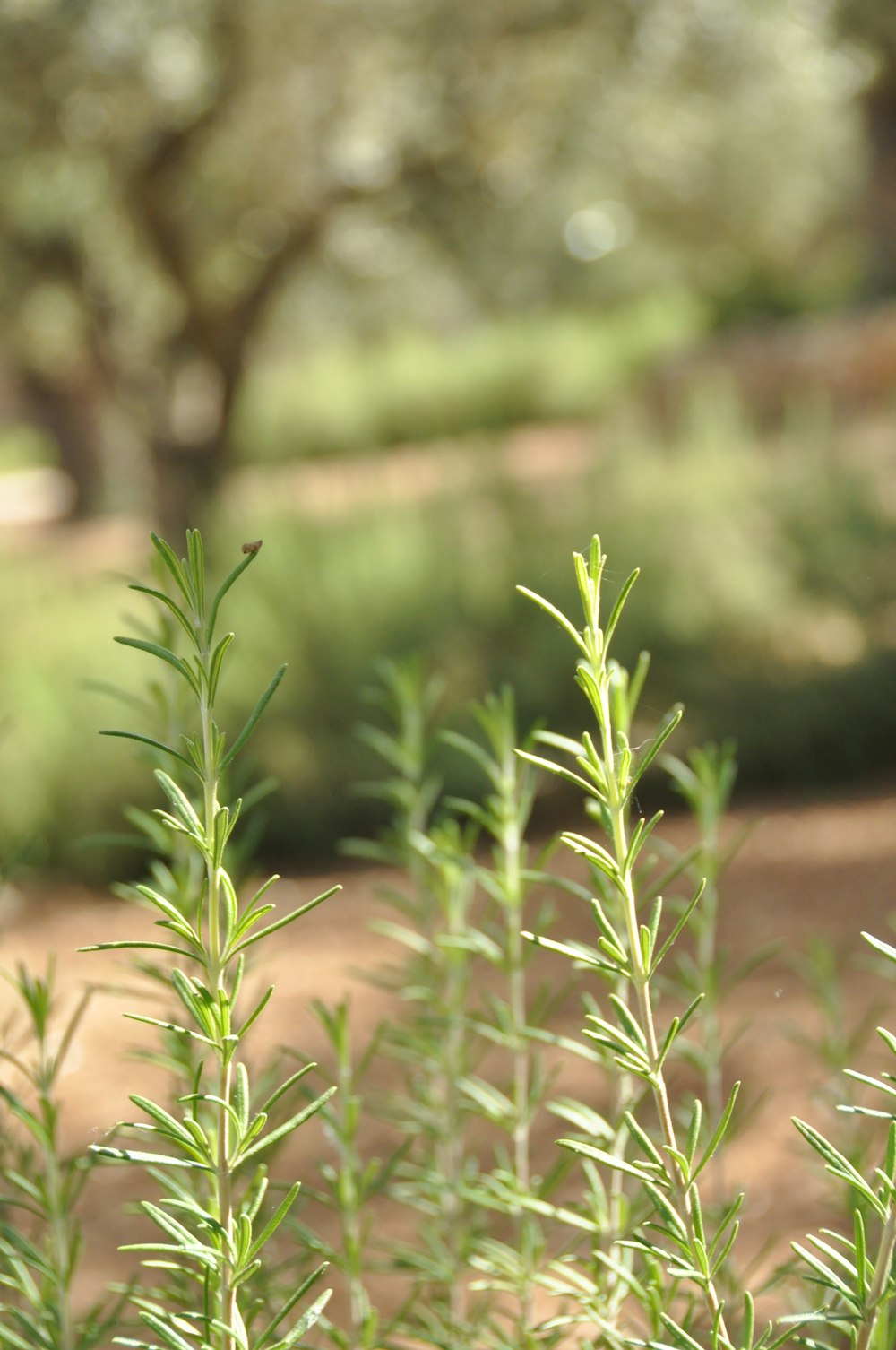 a close up of a plant in a field