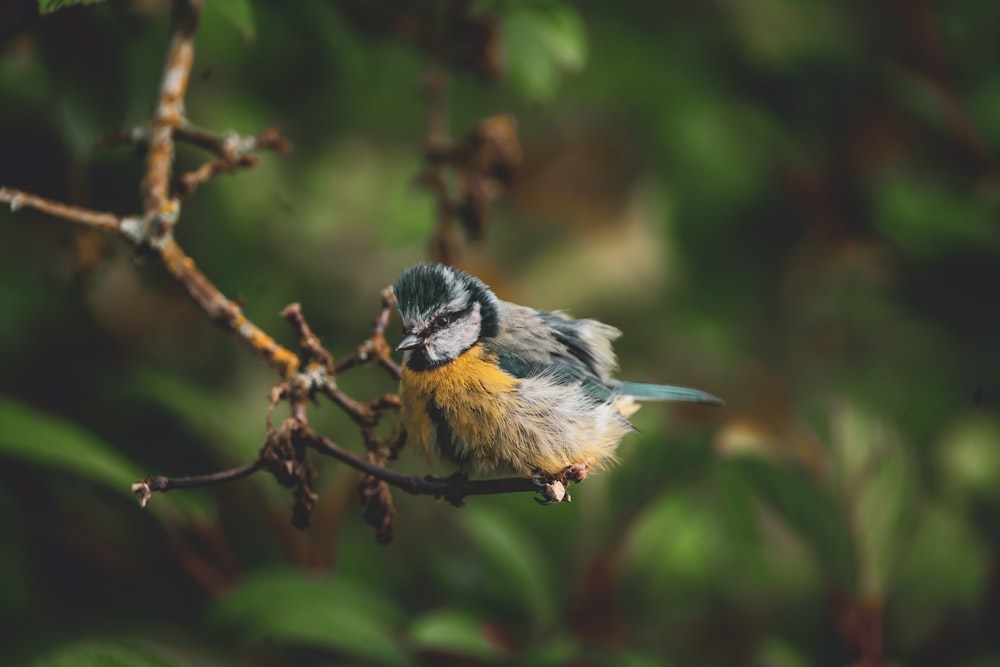 a small bird perched on a branch of a tree