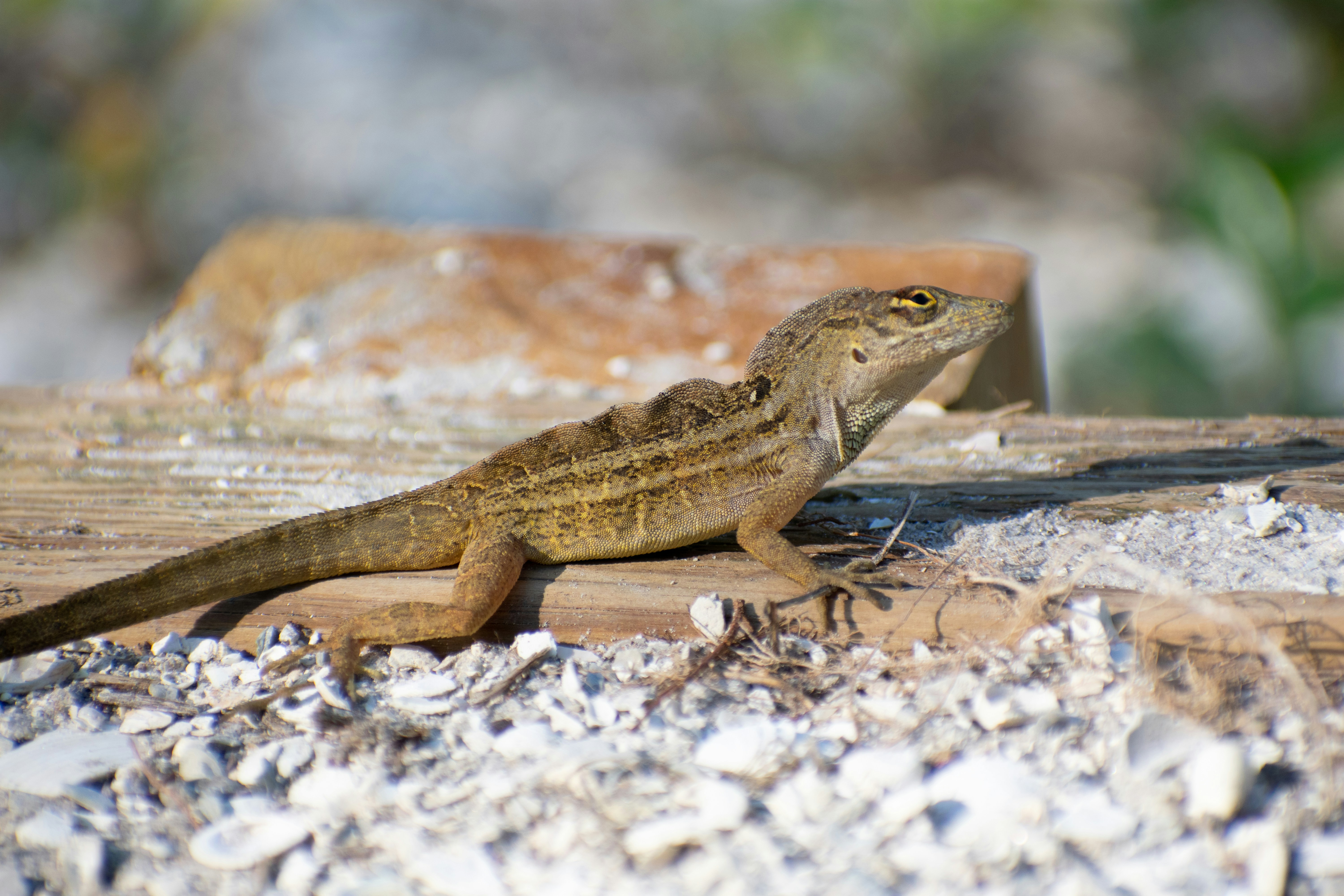 Photo by probablyrobin