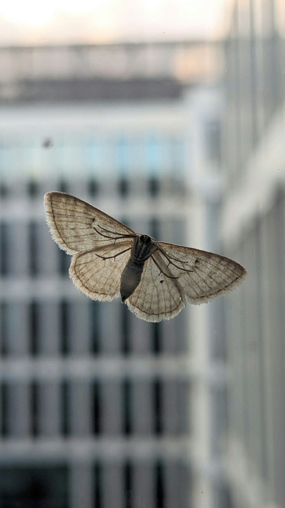 a moth that is sitting on a window sill