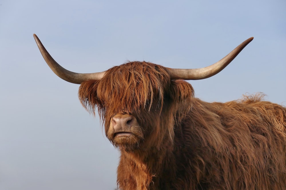 a close up of a bull with very long horns