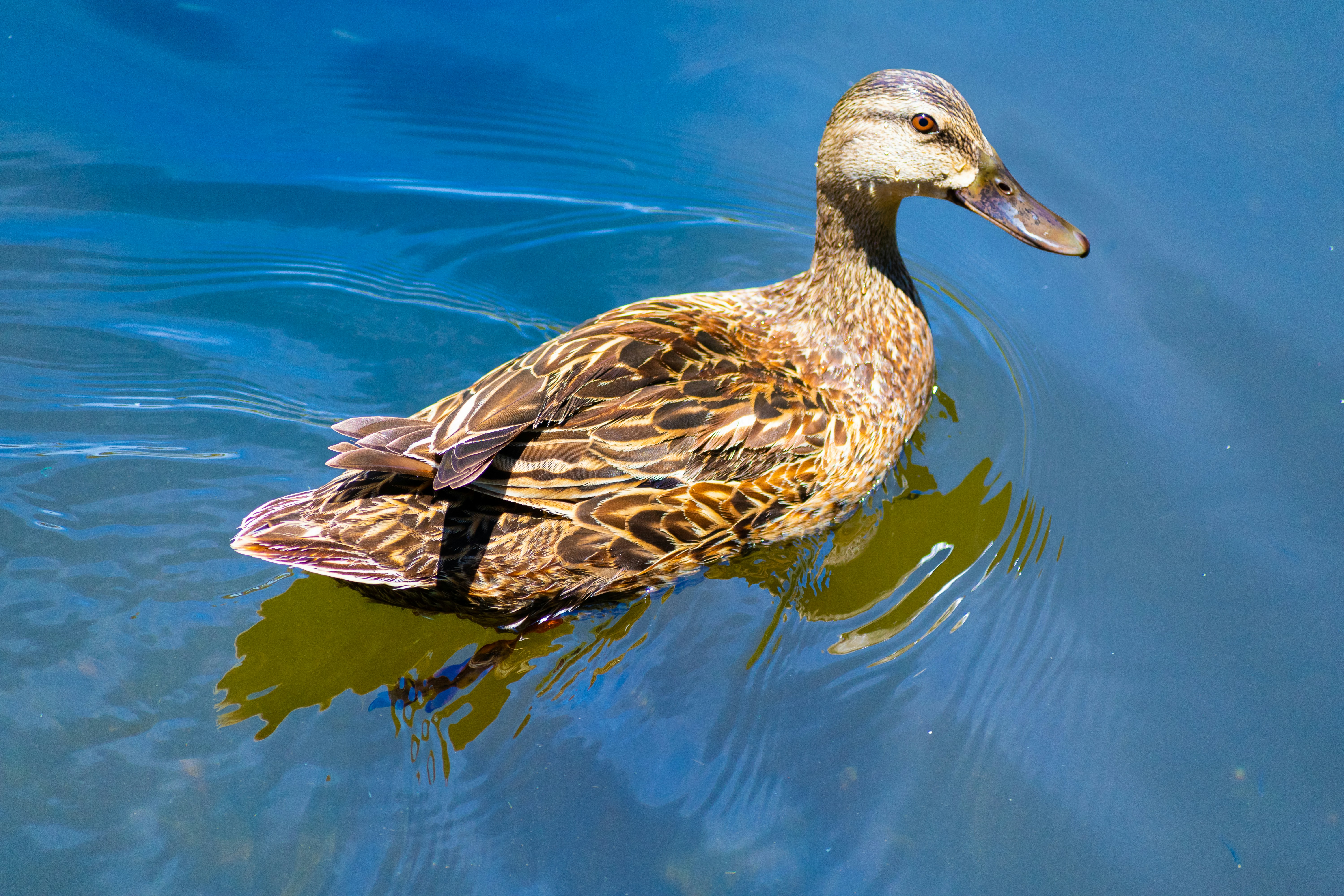 Photo by probablyrobin