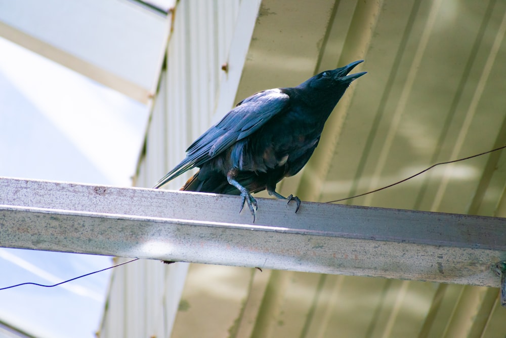 a black bird sitting on top of a metal pole