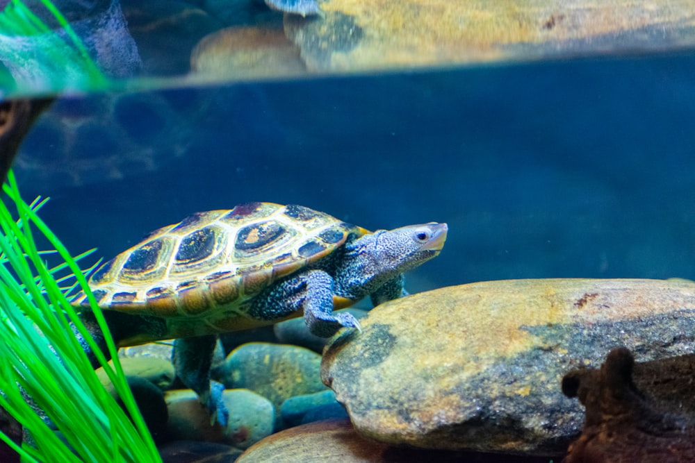 a couple of turtles swimming in an aquarium