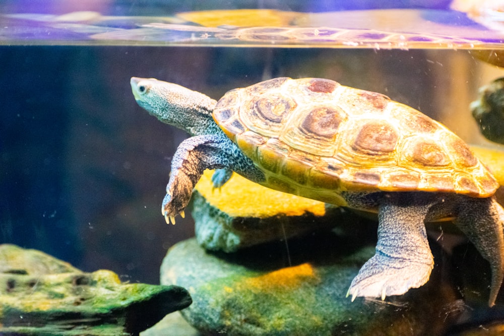 a turtle swimming in an aquarium with rocks and algae