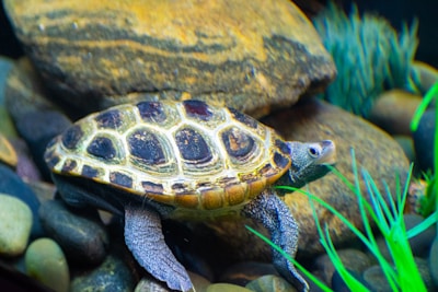 A turtle is navigating through an underwater environment filled with smooth river stones and vibrant green aquatic plants. The turtle's shell has distinct patterns and textures, and its head is slightly turned towards the camera, highlighting its detailed skin.