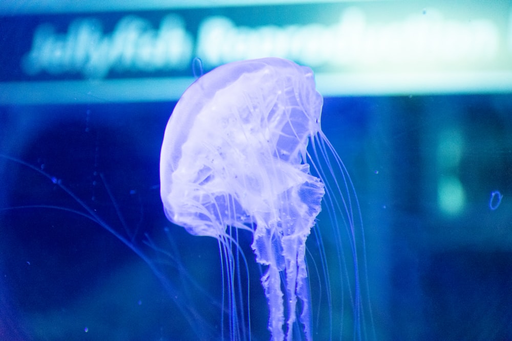 a close up of a jellyfish in a tank