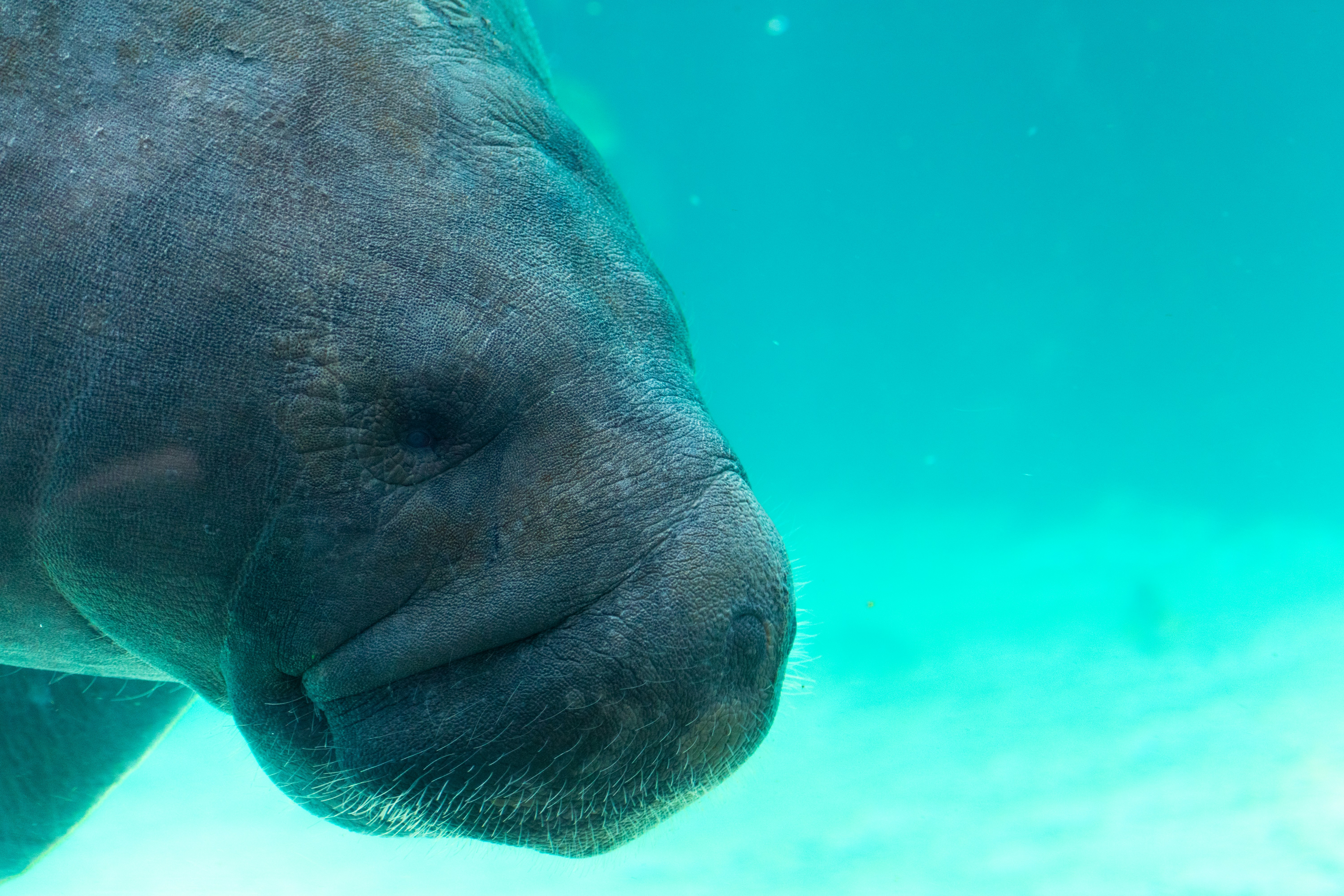 The Fascinating Connection Between Manatees and Elephants