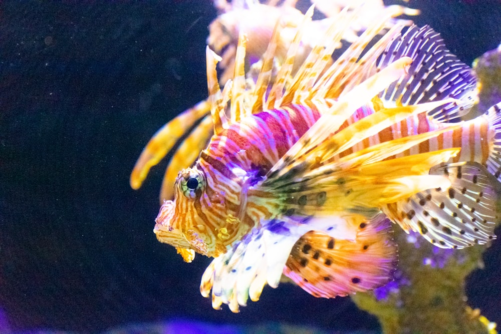 a close up of a fish in a tank