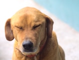 A brown dog with its eyes closed, wearing a red collar, appears content and relaxed. The background is a soft blue and white, creating a peaceful atmosphere.