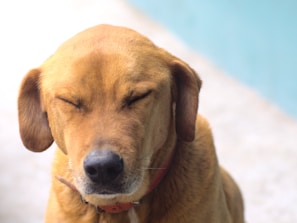 A brown dog with its eyes closed, wearing a red collar, appears content and relaxed. The background is a soft blue and white, creating a peaceful atmosphere.