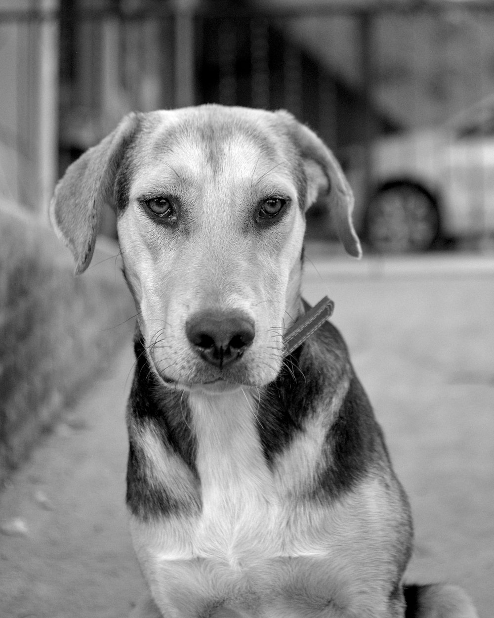 a black and white photo of a dog