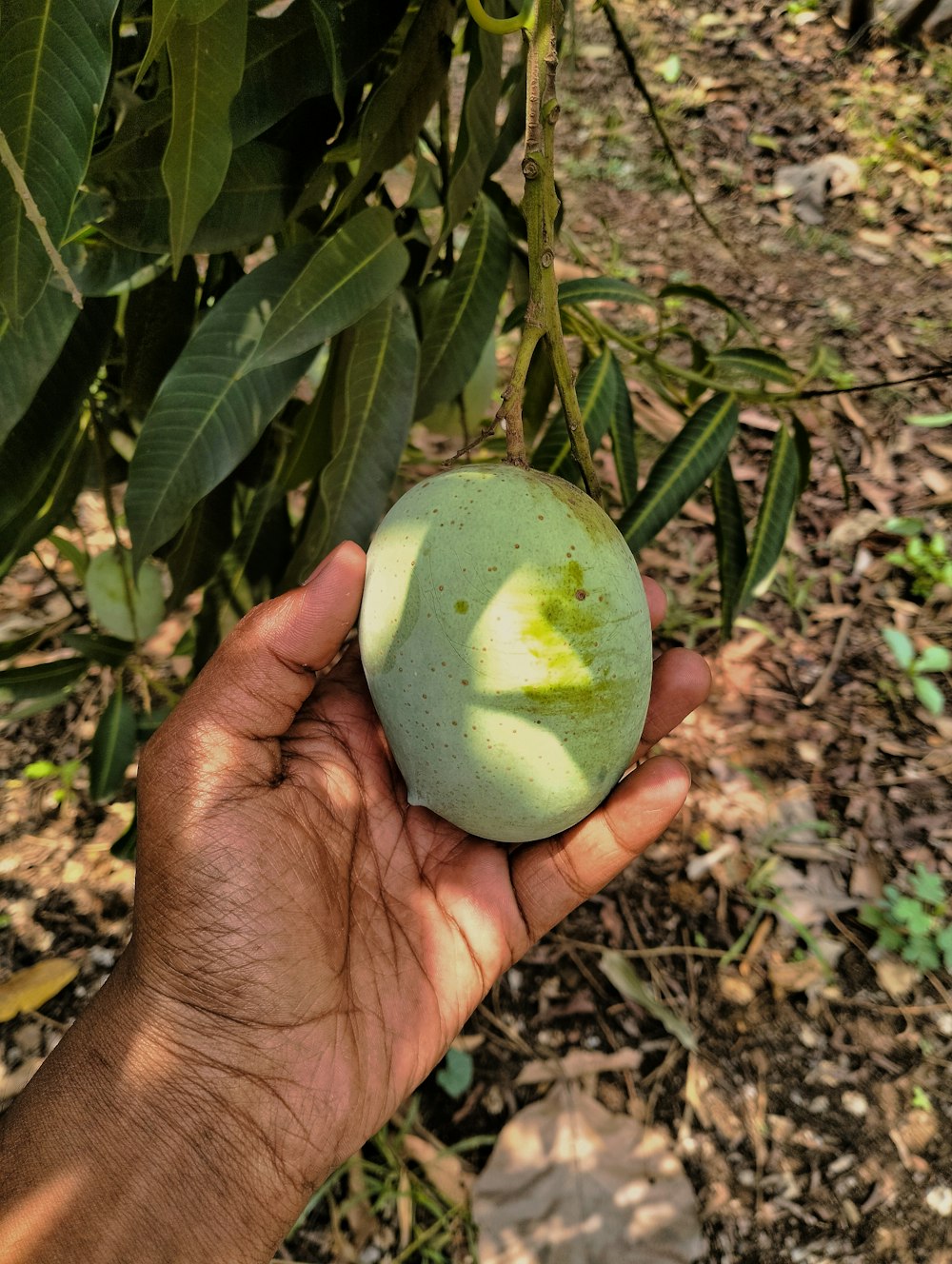 a person holding a green fruit in their hand