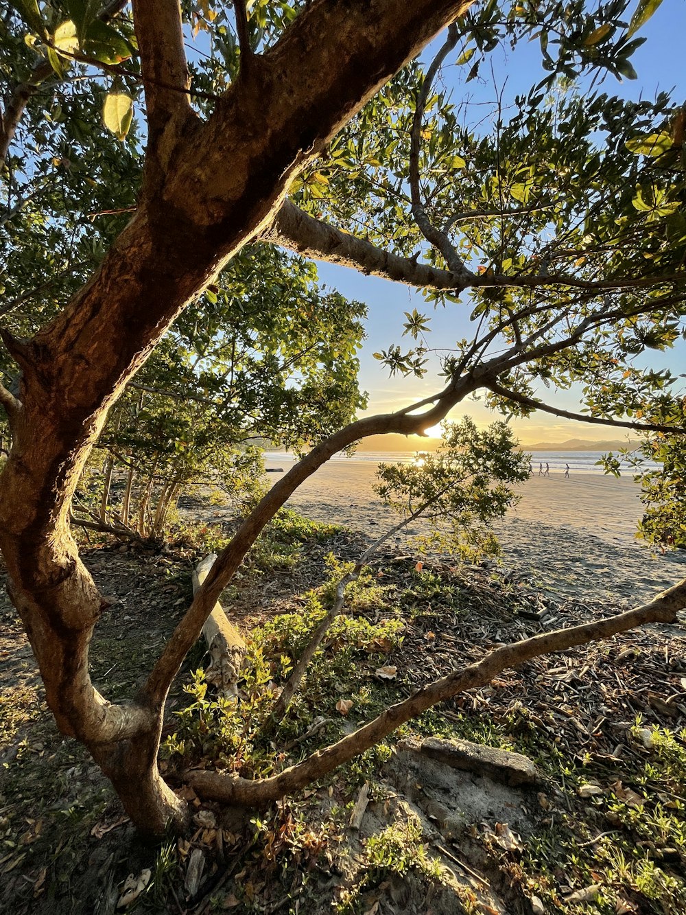 a view of a beach through some trees