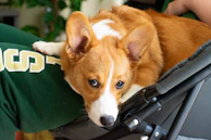 A cozy image of a Cardigan Welsh Corgi snuggled up on a couch.