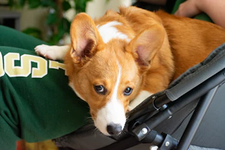 A brown and white Corgi dog is lying on a dark green fabric surface, possibly someone’s leg or lap, with a relaxed and slightly sleepy expression. Its ears are perked up, and there’s a hint of green from a plant and legs in the background.