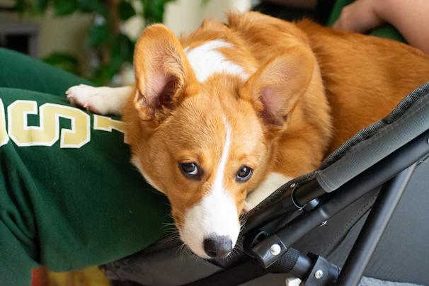 A brown and white Corgi dog is lying on a dark green fabric surface, possibly someone’s leg or lap, with a relaxed and slightly sleepy expression. Its ears are perked up, and there’s a hint of green from a plant and legs in the background.