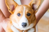 A close-up of a corgi puppy with bright, curious eyes.