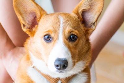 A close-up of a corgi puppy with bright, curious eyes.