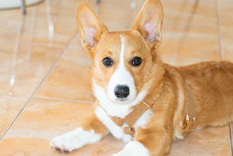 A brown and white corgi dog is lying on a tiled floor, looking directly at the camera with its ears perked up and wearing a harness.