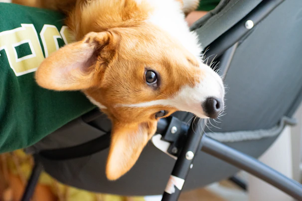A corgi is lying on its back, with its head tilted upwards, against a person wearing a green shirt. The dog's brown and white fur contrasts with the black fabric of the chair or harness it's leaning against. Its large, expressive eyes look curiously at the camera.