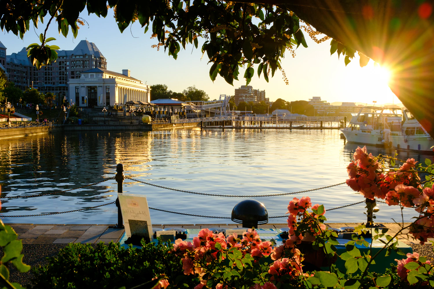 Evening light over boats and flowers in Victoria’s harbour