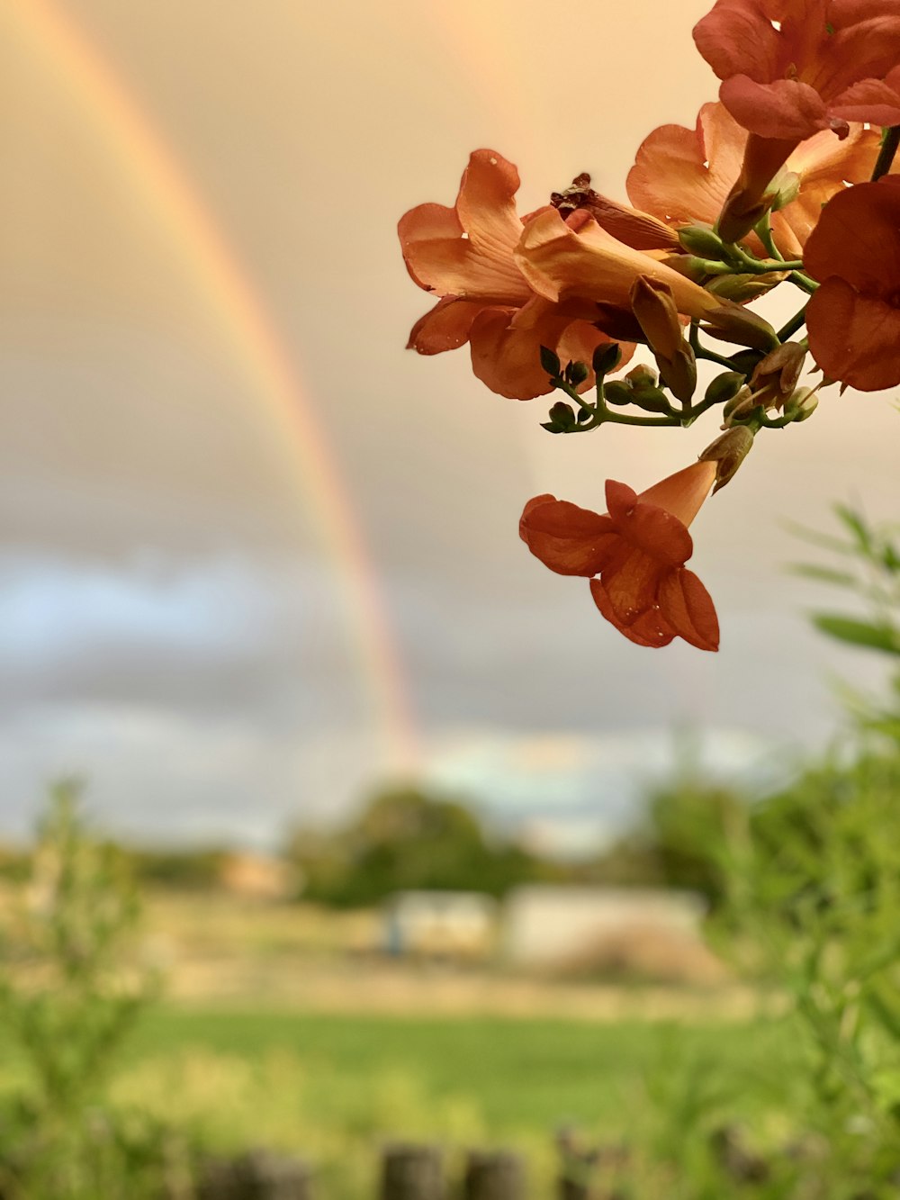 a rainbow in the sky over a field of flowers