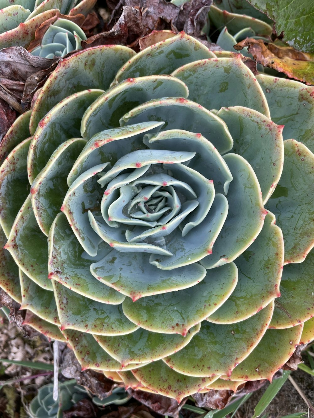 a close up of a plant with many leaves