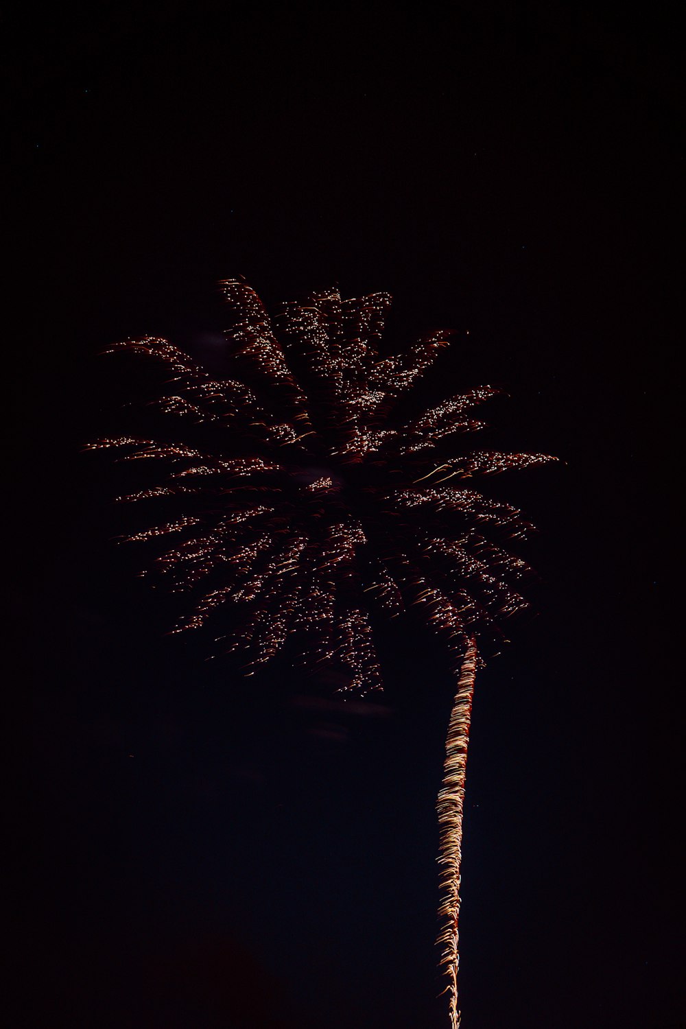 a palm tree is lit up at night