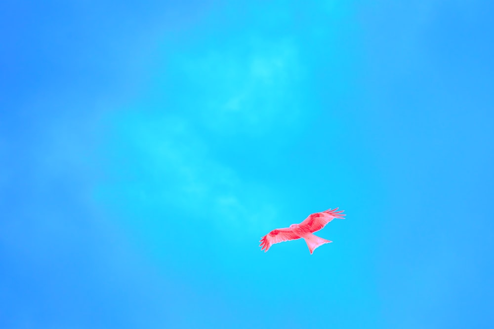 a red bird flying through a blue sky
