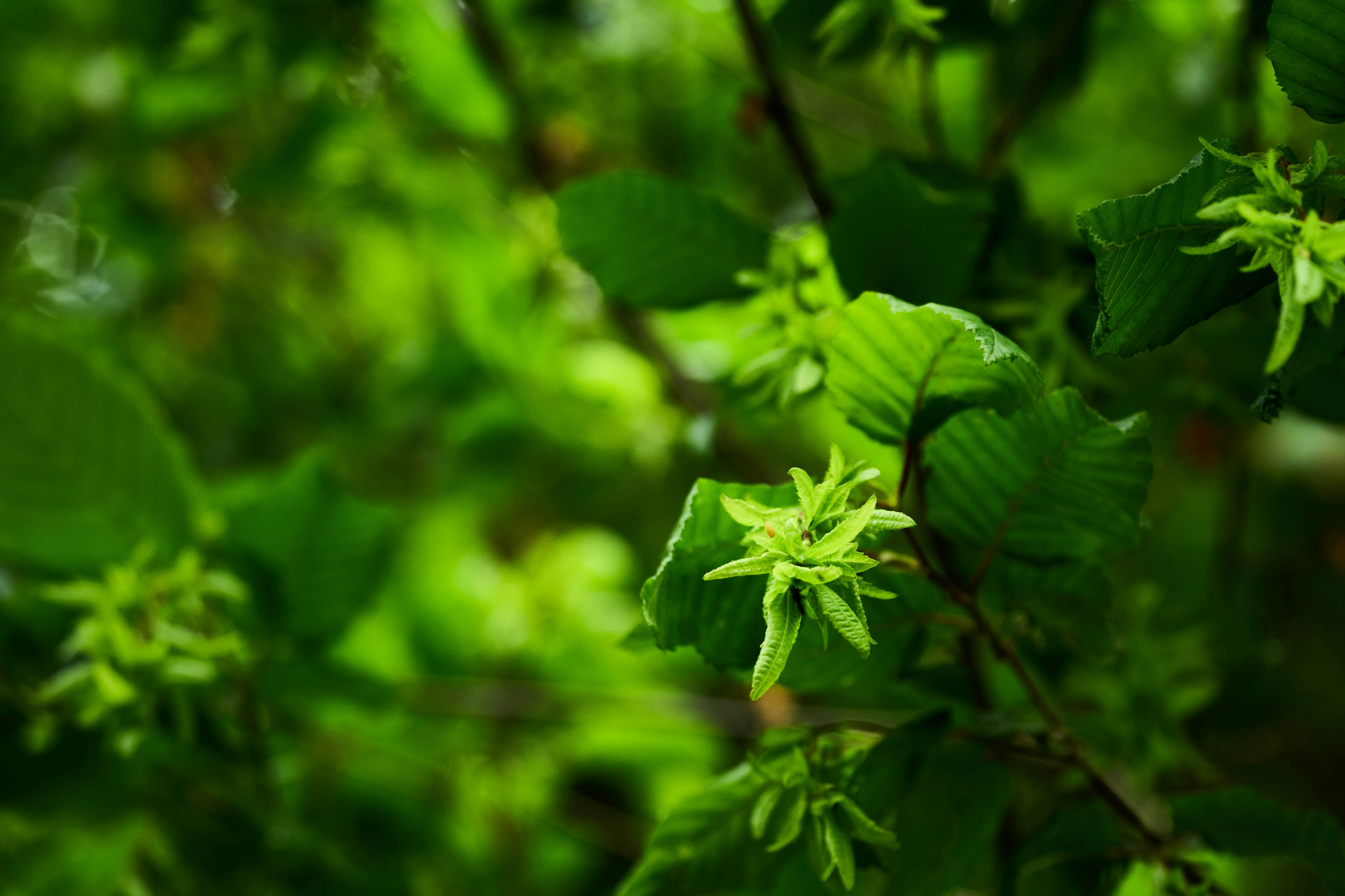 Photo by wolfgang_hasselmann