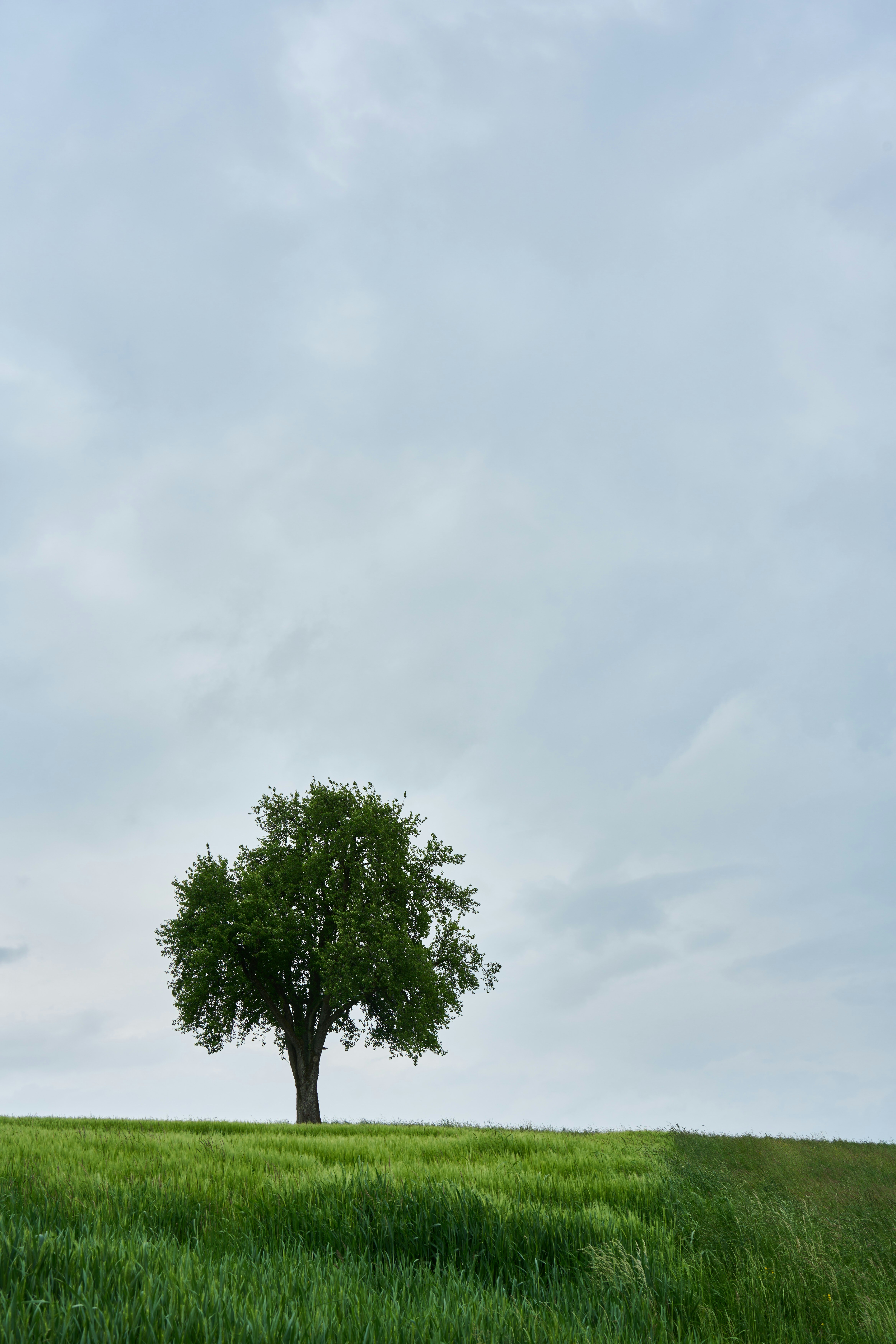 Photo by wolfgang_hasselmann