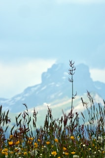 Field of wildflowers with mountains in the background