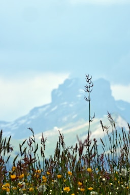 Field of wildflowers with mountains in the background