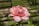 a pink rose with drops of water on it