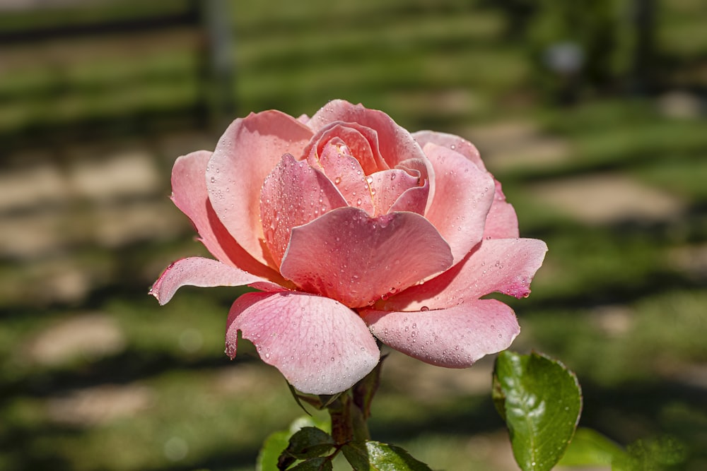 a pink rose with drops of water on it